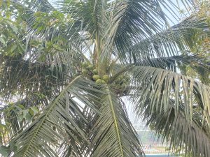 A tall coconut tree with green coconuts under a blue sky.