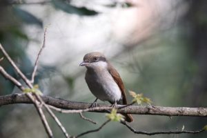 A Large Woodshrike is perched on a horizontal branch looking slightly on its right side.