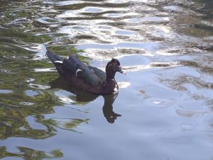 Black duck swimming in a pond, Costa Rica.