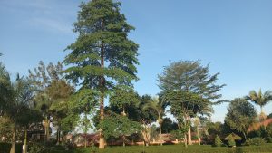 Lush garden landscape with tall trees, including a large leafy tree and palms, under a clear blue sky with buildings partially hidden by greenery.