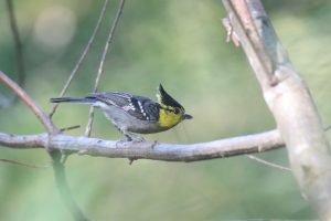 A Yellow-cheeked Tit perched on a branch.