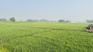 
A vast, lush green field of rice is visible under a clear sky. 