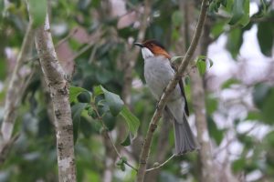 A Chestnut Bulbul perched on a thin tree branch.