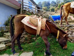 A brown mule with a saddle eats grass near stone steps by a rural house, while another mule stands higher up on the steps in the background.