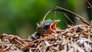 A close-up of a newly hatched baby weaver bird nestled deep inside its woven grass nest.