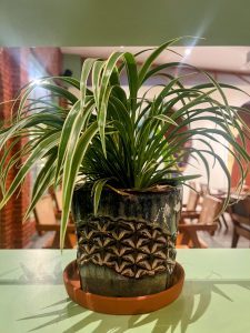 A lush Spider Plant with long, arching green leaves featuring white stripes, housed in a decorative dark teal ceramic pot with a geometric textured pattern. The pot sits on a terracotta saucer on a green shelf, with a warm restaurant dining area visible in the soft-focus background.
