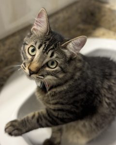 Close-up of a striped tabby cat with green eyes looking directly at the camera