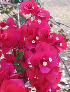 A close-up image of vibrant pink bougainvillea flowers, showcasing their papery, brightly colored bracts and small white blossoms in the center.