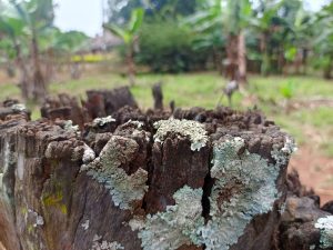 A close-up view of a weathered tree stump covered in greenish lichen and moss, with a blurred background of banana plants and a grassy field.