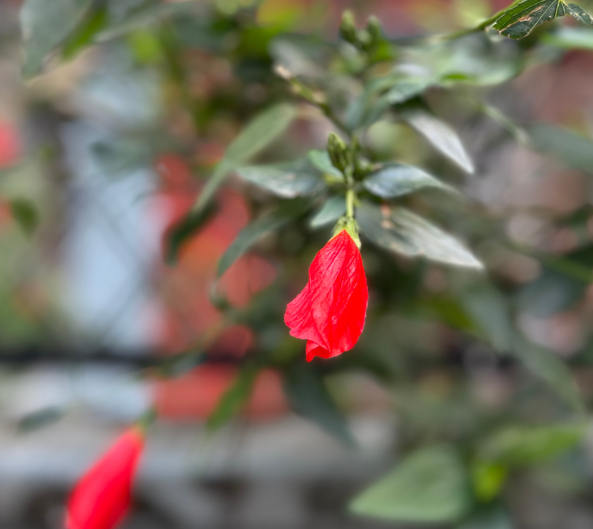 A close-up view of a vibrant red flower hanging from a green leafy stem.