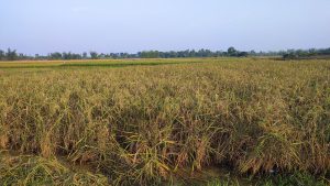 Wide view of a golden rice field with tall stalks, a small water patch, distant green trees, and a pale blue sky.