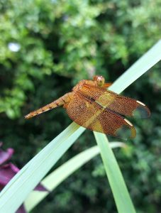 A macro shot of a vibrant amber-colored dragonfly with intricate, translucent vein patterns on its wings, resting on a long green blade of grass against a soft, blurred green foliage background.