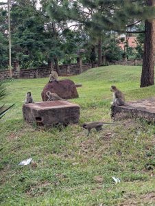 A group of five monkeys is seen in a grassy area, with two sitting on a large rock and another three scattered around a stone structure
