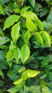 A top-down close-up of bright green tea leaves, with soft, lighter young leaves at the tips and darker, waxy older leaves below, highlighted by sunlight.
