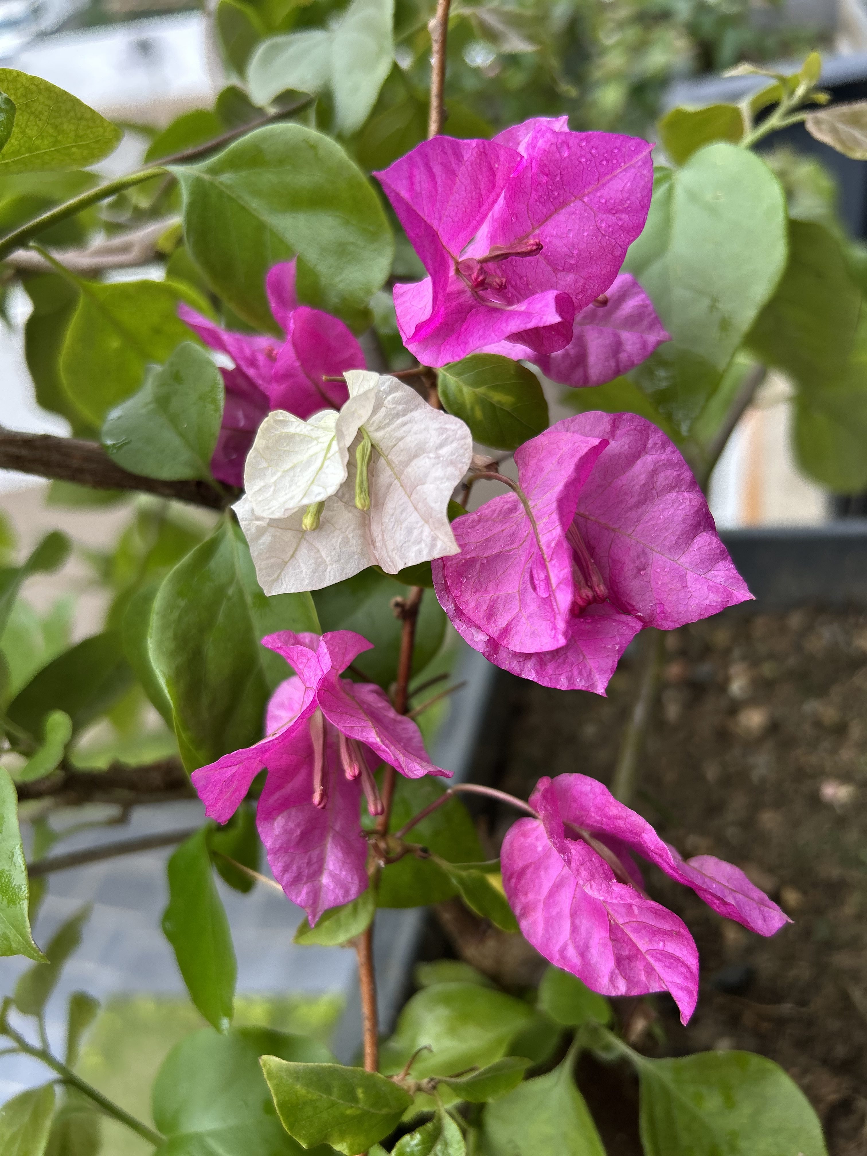 A close-up view of vibrant bougainvillea flowers in various shades of pink, alongside a couple of white flowers.