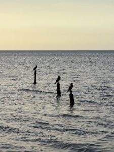 A minimalist shot of three seabirds on wooden posts, silhouetted against a calm pale yellow-grey sky.