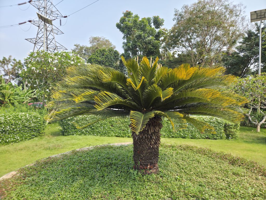 A tall palm-like plant stands in a green garden. It has a brown textured trunk and long green leaves with yellow streaks that spread out in a fan shape.