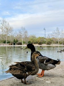 A pair of ducks stand on the shore of a calm pond. 