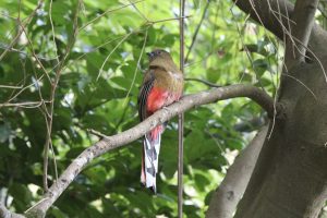 A female Red-headed Trogon sitting on a horizontal tree branch looking right. Photo was taken at Fuzhou National Forest Park.