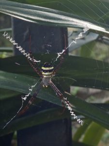 Close-up of a yellow and black spider on its intricate zigzag web against green leaves.