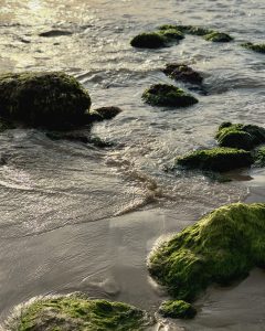 A close-up of moss-covered rocks on a sandy shore, with bright green moss on dark wet stones and gentle waves shimmering in golden sunlight.