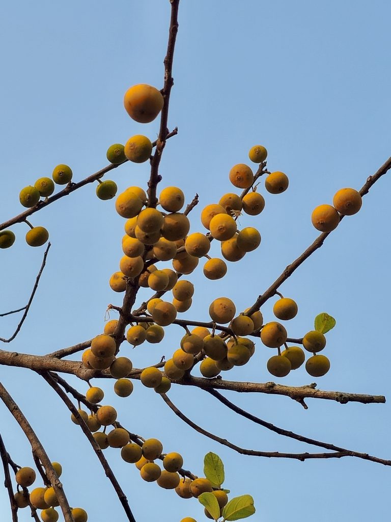 Clusters of small yellow berries growing on a Ficus exasperata tree branch against a clear blue sky. A simple, natural scene captured outdoors in Perumanna, Kozhikode, showcasing the beauty of local plants.