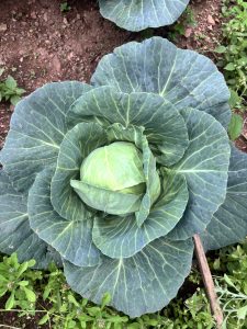 A close-up view of a cabbage plant, showcasing its tightly curled green leaves that form a rosette around a round, slightly visible inner head. 