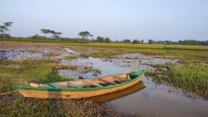 Wooden canoe with green trim at a grassy marsh edge, with pink lilies, green plants, and distant fields under a soft sky.