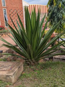 A large, spiky green plant with elongated leaves is positioned beside a stone base in a garden. 
