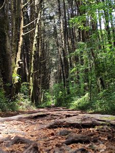 A narrow path winding through a dense forest, lined with tall trees on either side. The ground is covered with fallen leaves and exposed tree roots, creating a natural earthy texture. 
