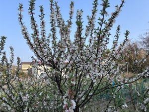 A plum tree with white and pink blossoms against a clear blue sky.
