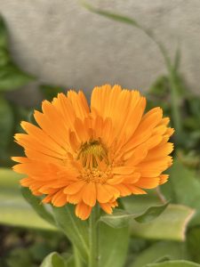 A bright orange flower with long petals forms a sunburst shape around a yellow-green center.