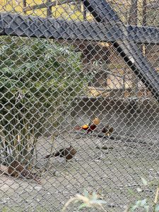A group of Golden Pheasants in an enclosure. One male pheasant stands out with vibrant red underparts, a bright yellow back, and a golden-orange feathered crest. Several female pheasants with brown mottled feathers are scattered around the enclosure floor near a patch of green bamboo. The scene is viewed through a grey chain-link fence.

