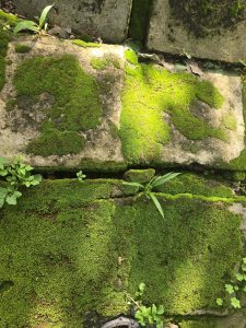 Algae growing on a section of a concrete path