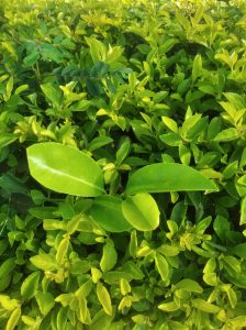 A close-up view of lush green foliage featuring various shades of green leaves, including shiny, broad, and slender ones. 