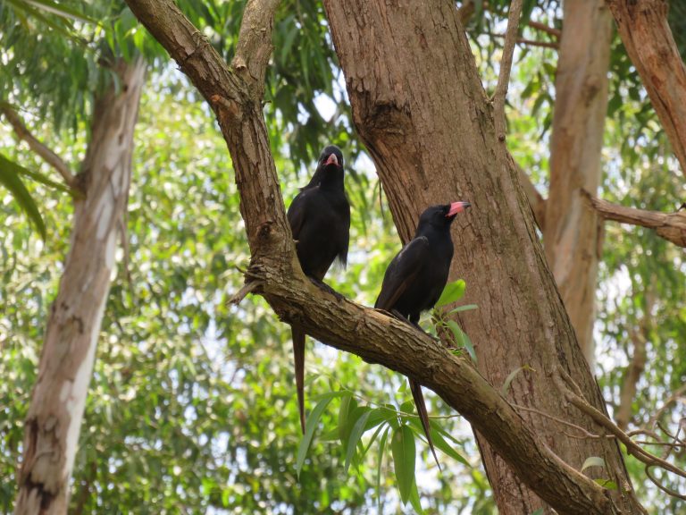 Two black birds perch on a branch of a tree, surrounded by lush green foliage. One bird is facing sideways with its mouth open, while the other is slightly turned, both displaying their distinctive features. The sunlight filters through the leaves, creating a vibrant, natural backdrop.