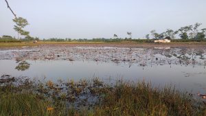 A wide-angle view of a calm pond filled with pink water lily buds, with green marsh grass in the foreground and distant buildings and trees under a hazy sky.