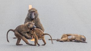 A group of olive baboons on a gray asphalt road with a dashed yellow line. One large baboon sits facing forward, two younger baboons appear to be playing or grooming in the foreground, and another baboon lies on its side resting to the right.