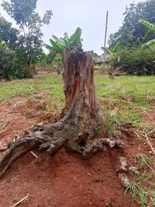 A weathered tree stump is prominently displayed in the foreground, showing its rough texture and roots partially exposed in the reddish soil. 
#WCMukono26