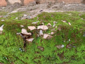 A close-up, high-angle view of green moss growing on an old brick and concrete ledge, with small pebbles scattered throughout.