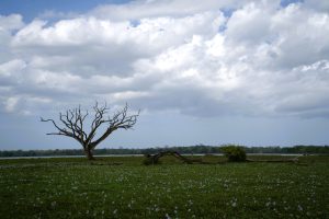 A bare tree stands in a grassy field filled with small white flowers, with a fallen tree trunk beside it and a calm lake in the background under a partly cloudy sky.