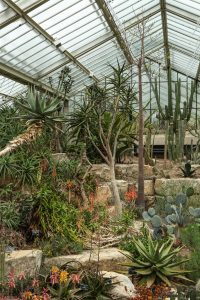 A lush collection of succulents and cacti growing inside a glass conservatory.