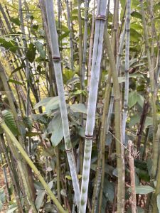 A dense cluster of bamboo stalks stands upright, showcasing various shades of green and a few with a lighter hue.