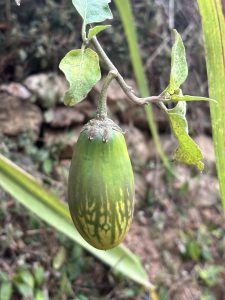 Close-up of a green eggplant hanging from a branch with blurred foliage.