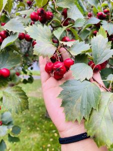 A hand holds bright red berries on a leafy branch outdoors.
