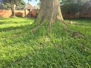 Close-up of a large tree trunk with exposed roots in green grass, sunlight highlighting the bark, with a thatched roof and orange wall in the background