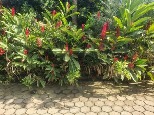 A lush garden scene featuring vibrant red flowering plants amidst broad green leaves.