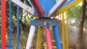 A large red-legged golden orb-weaver spider sits at the center of its web on a colorful metal play structure, with green garden foliage in the background in Jinja, Uganda.