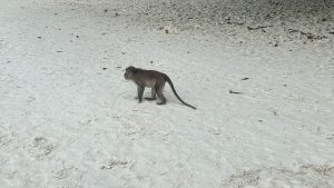 A close-up side view of a wild monkey standing on a textured white sand beach.