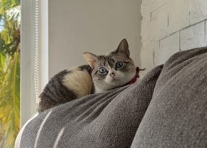 A cute close-up of a blue-eyed lynx-point cat peeking over a grey sofa, curiously looking at the camera in soft sunlight.